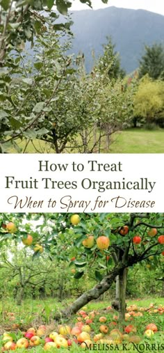 an apple tree with the title how to treat fruit trees organicly when to spray for disease