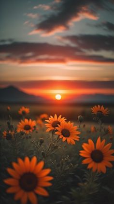 the sun is setting over a field of sunflowers