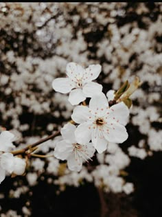 white flowers are blooming on a tree branch