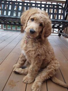 a brown dog sitting on top of a wooden floor