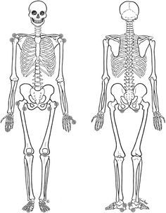 the human skeleton is shown in two different positions