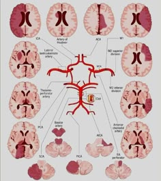 an image of the human brain with different areas labeled in red and white, including blood vessels