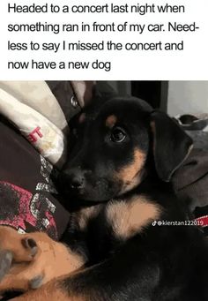 a black and brown dog laying on top of a bed next to a pillow with the caption, i'm not ready to