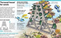 an info board describing the different types of corals and other marine creatures in their habitat