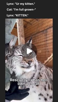 a cat is sitting on top of a roof with its head in the air and captioning it's own pet