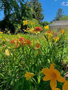 some yellow and red flowers are in the grass