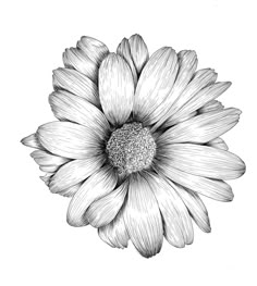 a black and white drawing of a flower on a white background with the petals slightly open