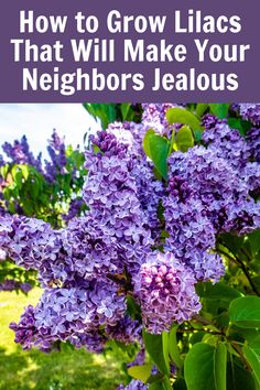 purple lilacs with text overlay how to grow lilacs that will make your neighbors's jealous