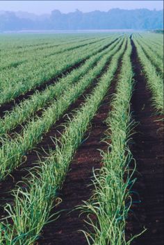 rows of green plants in the middle of a field