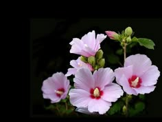 three pink flowers with green leaves on black background