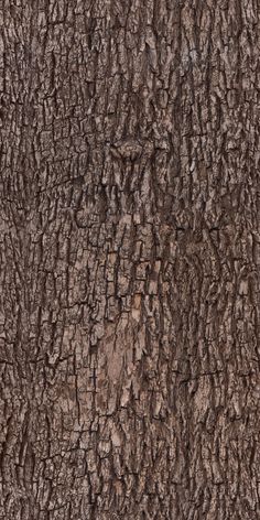 the bark of an old tree is brown