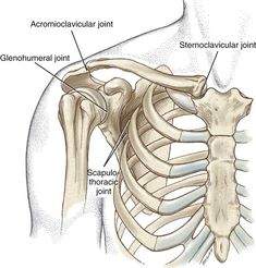 an image of the back of a man's shoulder with bones labeled in it