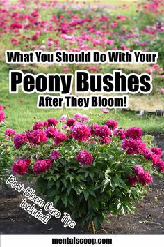 some pink flowers are blooming in the garden with text overlay that reads, what you should do with your peony bushes after they bloom