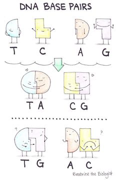 the diagram shows how to draw different shapes and letters for each letter, which are labeled in