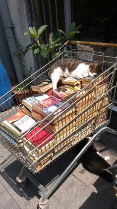 a cat sleeping on top of books in a shopping cart