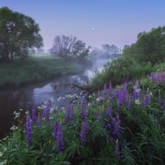 purple flowers line the bank of a river at dusk with fog in the sky above