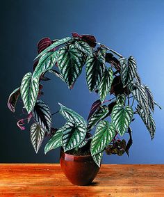 a potted plant sitting on top of a wooden table