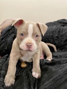 a small white and brown dog laying on top of a black bed covered in blankets