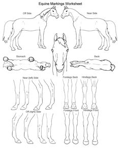 the horse's legs and their markings are shown in this diagram, which shows how to