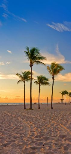 palm trees line the beach as the sun sets