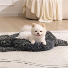 a small white dog sitting on top of a gray and black pet bed in a room