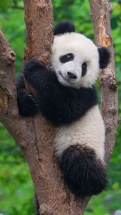 a panda bear sitting on top of a tree