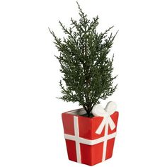 a small christmas tree in a red gift box with white ribbon and bow on it