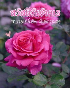 สวัสดีวันต่างๆ อวยพรวันต่างๆ สวัสดีวันอังคาร Happy Tuesday Happy Tuesday