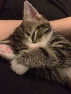 a small kitten sleeping on top of someone's arm