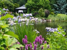 purple and white flowers are in the foreground near a pond