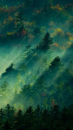 the forest is covered in fog and sunlight