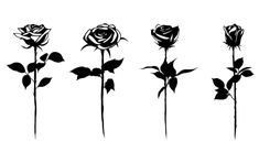 six black and white roses are shown in different stages of blooming, with leaves on the stems