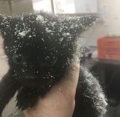 a small black kitten with snow on its head and eyes is held up by someone's hand