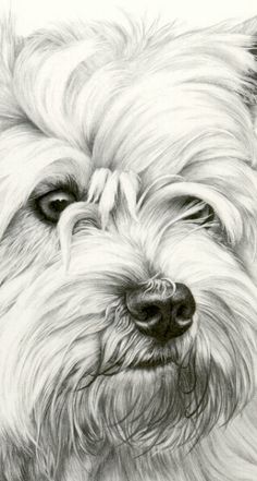 a drawing of a dog with long hair