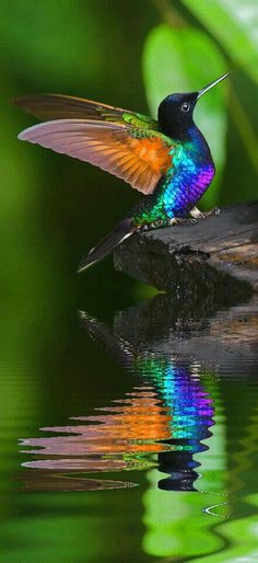 a colorful bird sitting on top of a log in the water