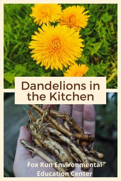 foraging, dandelions, dandelion tea Herbs For Medicine, Natural Cooking, Growing Basil, Grow Herbs, Garden Weeds, Plants For Hanging Baskets, Sustainable Kitchen, Environmental Education, Dandelion Recipes