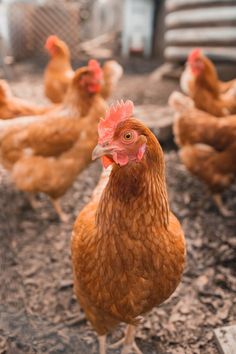 a group of chickens standing on top of a dirt field