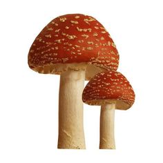 two mushrooms with gold speckles on them, one is red and the other is white