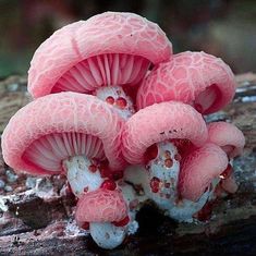 a group of pink mushrooms sitting on top of a tree stump