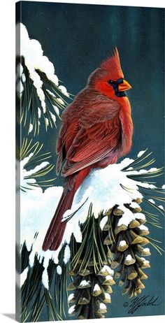 a red bird perched on top of a pine tree branch covered in snow and cones