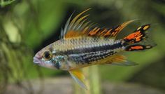 an orange and black fish swimming in the water