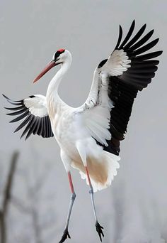 a large white bird with black wings and long legs