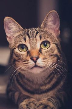 a close up of a cat laying on the ground