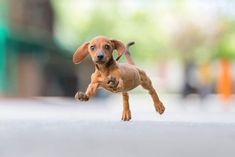 a small brown dog is running on the street with it's front paws in the air