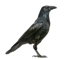 a black crow standing on its hind legs