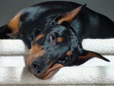 a black and brown dog laying on top of a white towel