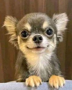 a small dog sitting on top of a couch