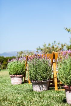 several potted lavender plants sitting in the grass