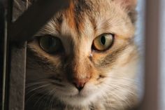 a close up of a cat behind a metal fence looking at the camera with green eyes