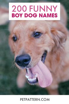 a dog with its tongue hanging out and the words, 200 funny boy dog names